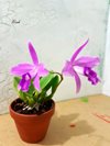 Laelia sincorana (Seidel Бразилия)   